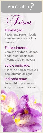 Conheça algumas curiosidades sobre as Frésias!